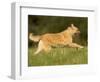 Belgian Shepherd Dog-Thorsten Milse-Framed Photographic Print