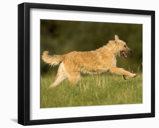 Belgian Shepherd Dog-Thorsten Milse-Framed Photographic Print