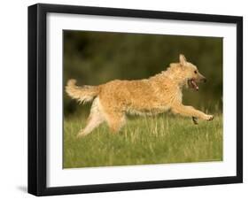 Belgian Shepherd Dog-Thorsten Milse-Framed Photographic Print