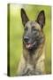 Belgian Shepherd Dog-null-Stretched Canvas