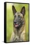 Belgian Shepherd Dog-null-Framed Stretched Canvas