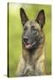 Belgian Shepherd Dog-null-Stretched Canvas