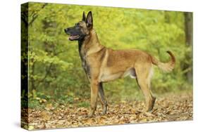 Belgian Shepherd Dog-null-Stretched Canvas