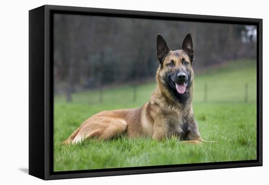 Belgian Shepherd Dog-null-Framed Stretched Canvas