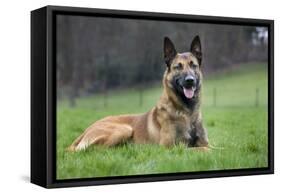 Belgian Shepherd Dog-null-Framed Stretched Canvas