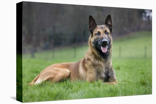 Belgian Shepherd Dog-null-Stretched Canvas