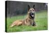 Belgian Shepherd Dog-null-Stretched Canvas