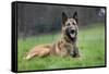 Belgian Shepherd Dog-null-Framed Stretched Canvas