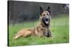 Belgian Shepherd Dog-null-Stretched Canvas
