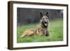 Belgian Shepherd Dog-null-Framed Photographic Print