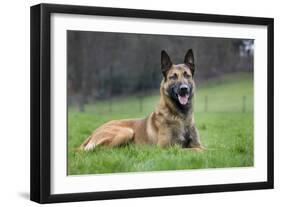 Belgian Shepherd Dog-null-Framed Photographic Print