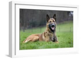 Belgian Shepherd Dog-null-Framed Photographic Print