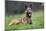 Belgian Shepherd Dog-null-Mounted Photographic Print