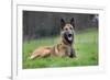 Belgian Shepherd Dog-null-Framed Photographic Print