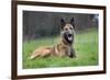 Belgian Shepherd Dog-null-Framed Photographic Print