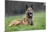 Belgian Shepherd Dog-null-Mounted Photographic Print