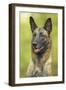 Belgian Shepherd Dog-null-Framed Photographic Print