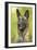 Belgian Shepherd Dog-null-Framed Photographic Print