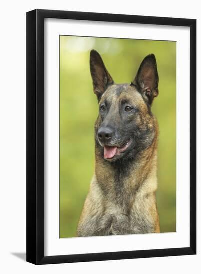 Belgian Shepherd Dog-null-Framed Photographic Print