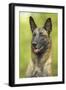 Belgian Shepherd Dog-null-Framed Photographic Print