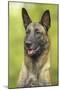 Belgian Shepherd Dog-null-Mounted Photographic Print