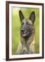 Belgian Shepherd Dog-null-Framed Photographic Print