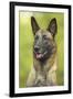 Belgian Shepherd Dog-null-Framed Photographic Print