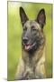 Belgian Shepherd Dog-null-Mounted Photographic Print