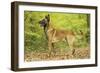 Belgian Shepherd Dog-null-Framed Photographic Print