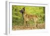 Belgian Shepherd Dog-null-Framed Photographic Print