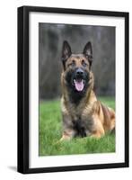 Belgian Shepherd Dog-null-Framed Photographic Print