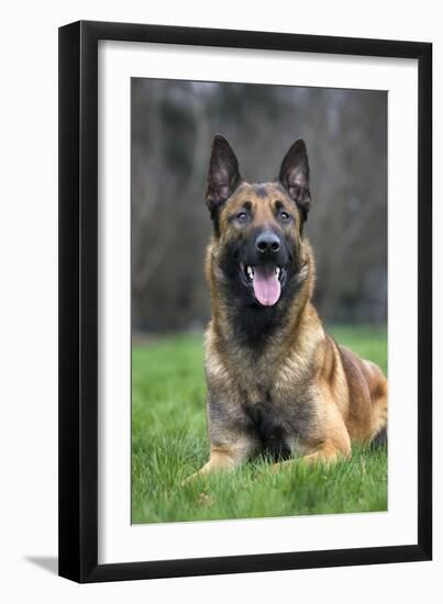 Belgian Shepherd Dog-null-Framed Photographic Print