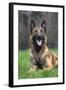 Belgian Shepherd Dog-null-Framed Photographic Print