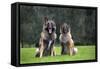 Belgian Shepherd-null-Framed Stretched Canvas