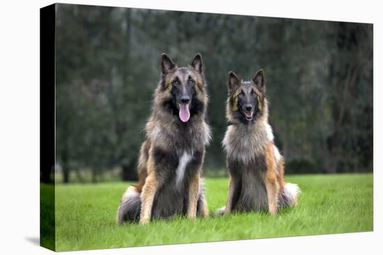 Belgian Shepherd-null-Stretched Canvas