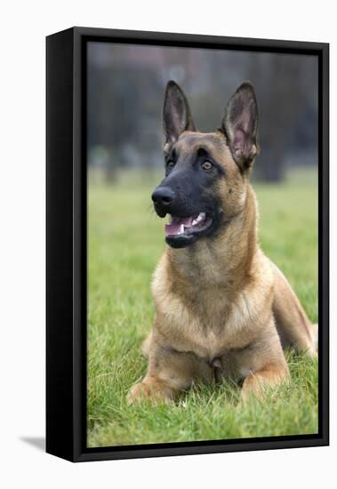 Belgian Shepherd-null-Framed Stretched Canvas