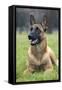 Belgian Shepherd-null-Framed Stretched Canvas