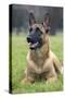 Belgian Shepherd-null-Stretched Canvas