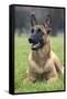 Belgian Shepherd-null-Framed Stretched Canvas