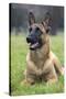Belgian Shepherd-null-Stretched Canvas