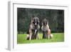 Belgian Shepherd-null-Framed Photographic Print