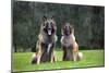 Belgian Shepherd-null-Mounted Photographic Print