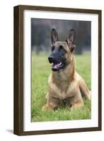 Belgian Shepherd-null-Framed Photographic Print