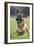 Belgian Shepherd-null-Framed Photographic Print