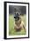 Belgian Shepherd-null-Framed Photographic Print