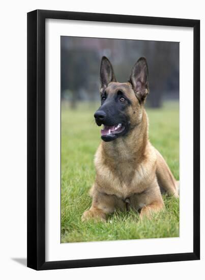 Belgian Shepherd-null-Framed Photographic Print