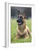 Belgian Shepherd-null-Framed Photographic Print