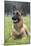 Belgian Shepherd-null-Mounted Photographic Print