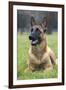 Belgian Shepherd-null-Framed Photographic Print