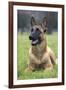 Belgian Shepherd-null-Framed Photographic Print